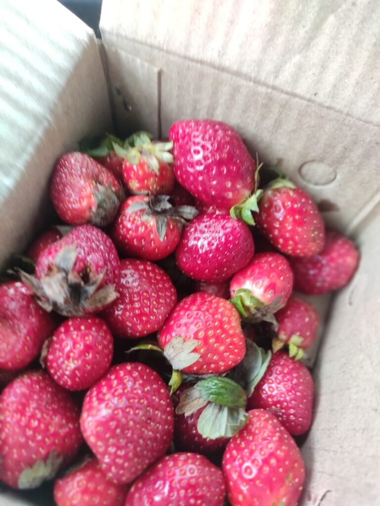 Strawberries Panchgani