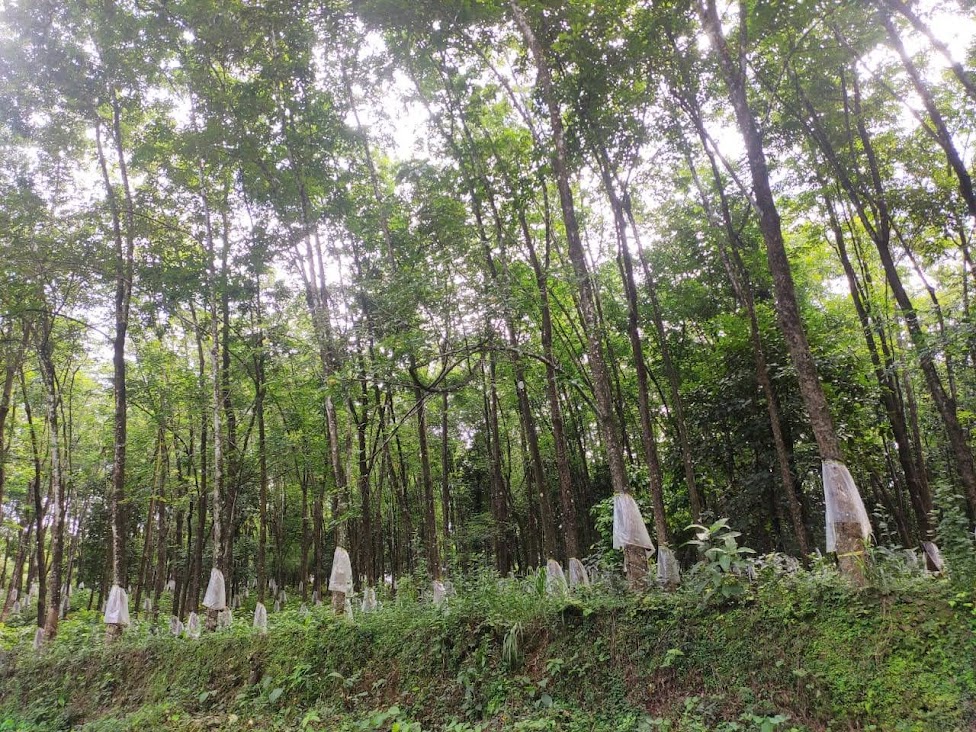Rubber plantations in Kochi