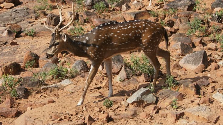spotted deers at tirupati