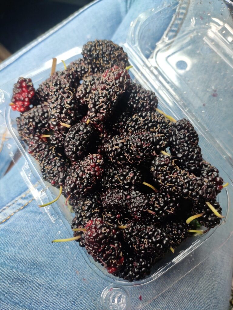 Mulberries Panchgani
