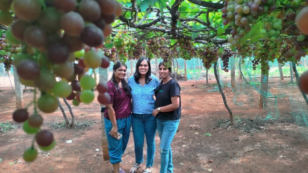 Jenis Grape Garden tour, Cumbum