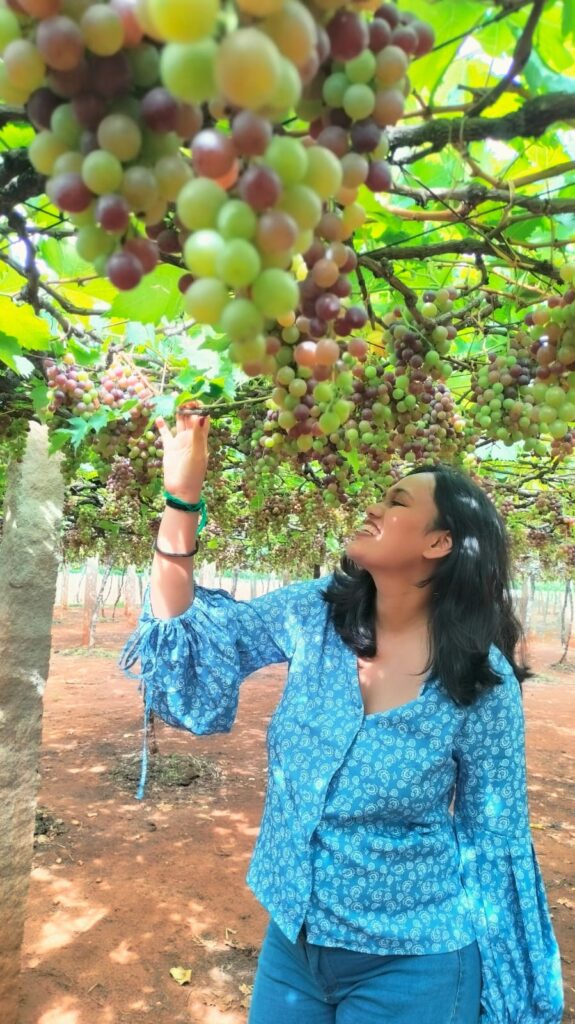 vineyard, cumbum