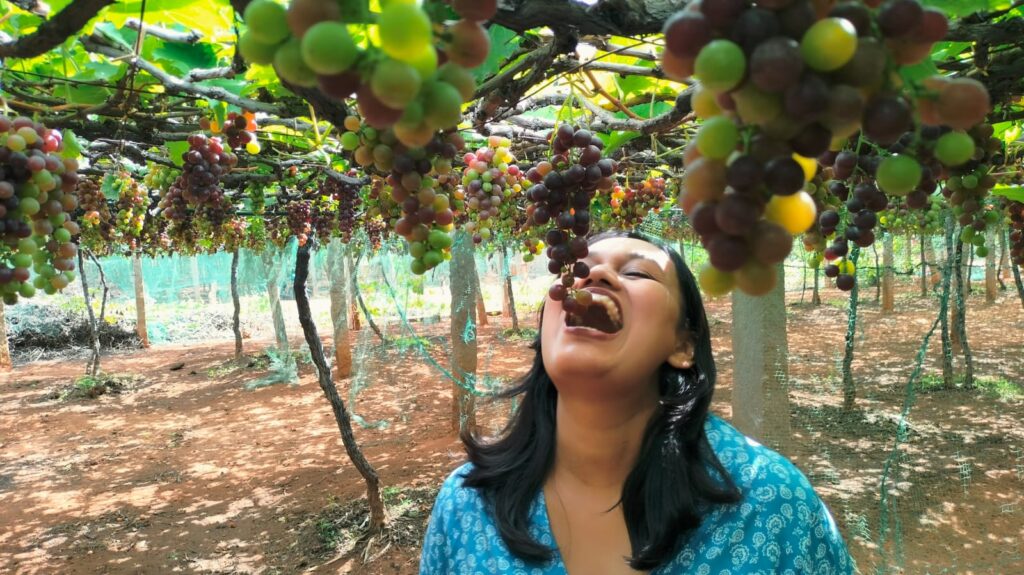 Jenis vineyard tour, Cumbum