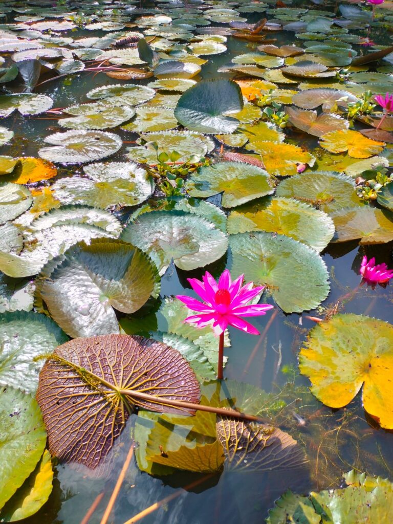 Mallarikal Kottayam