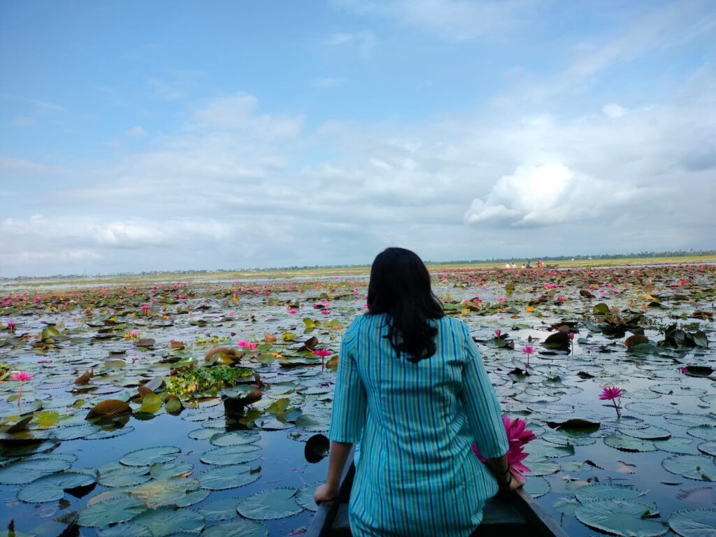 Pink water lillies at Malarikkal Kottayam